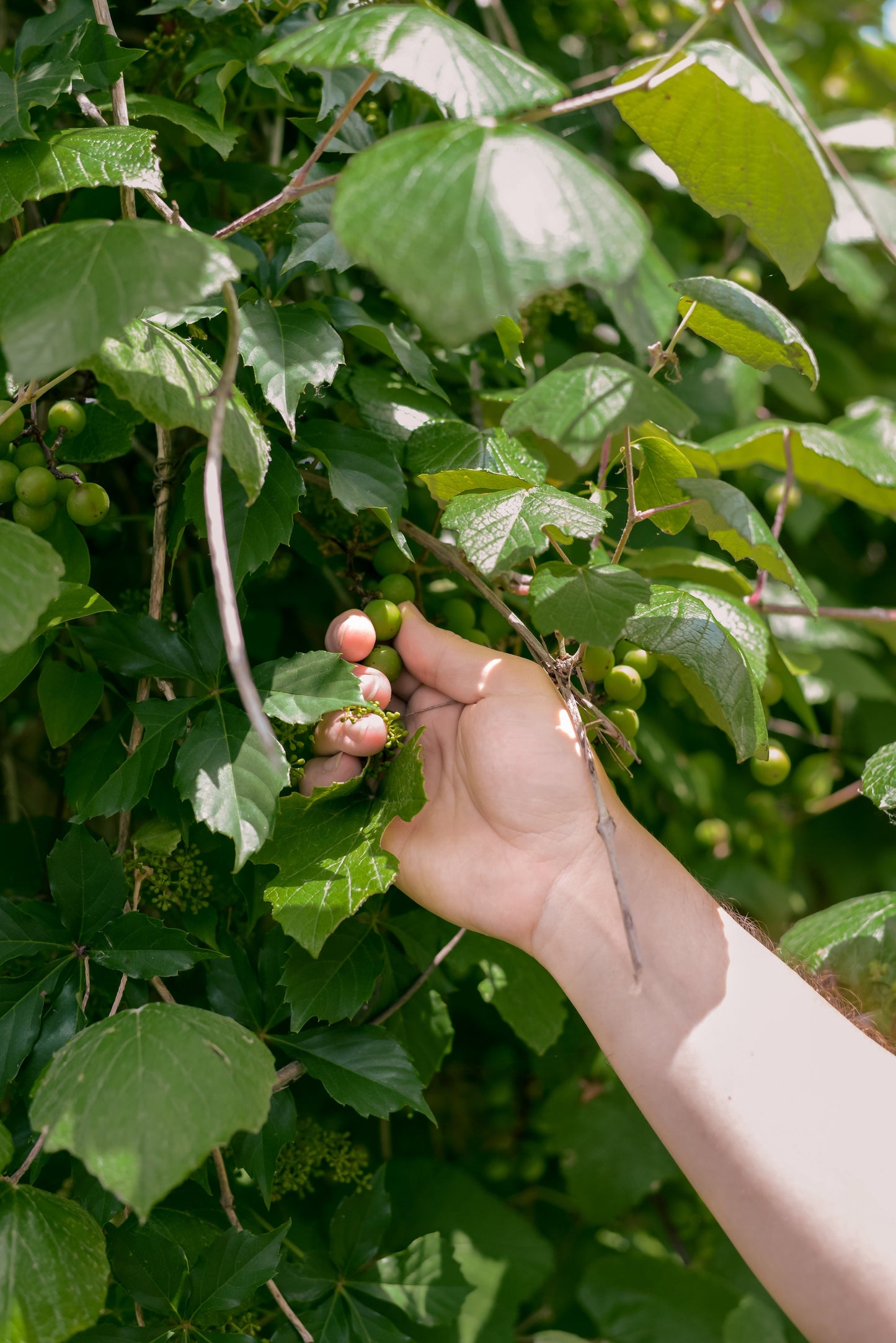 ラブダナム オードパルファム