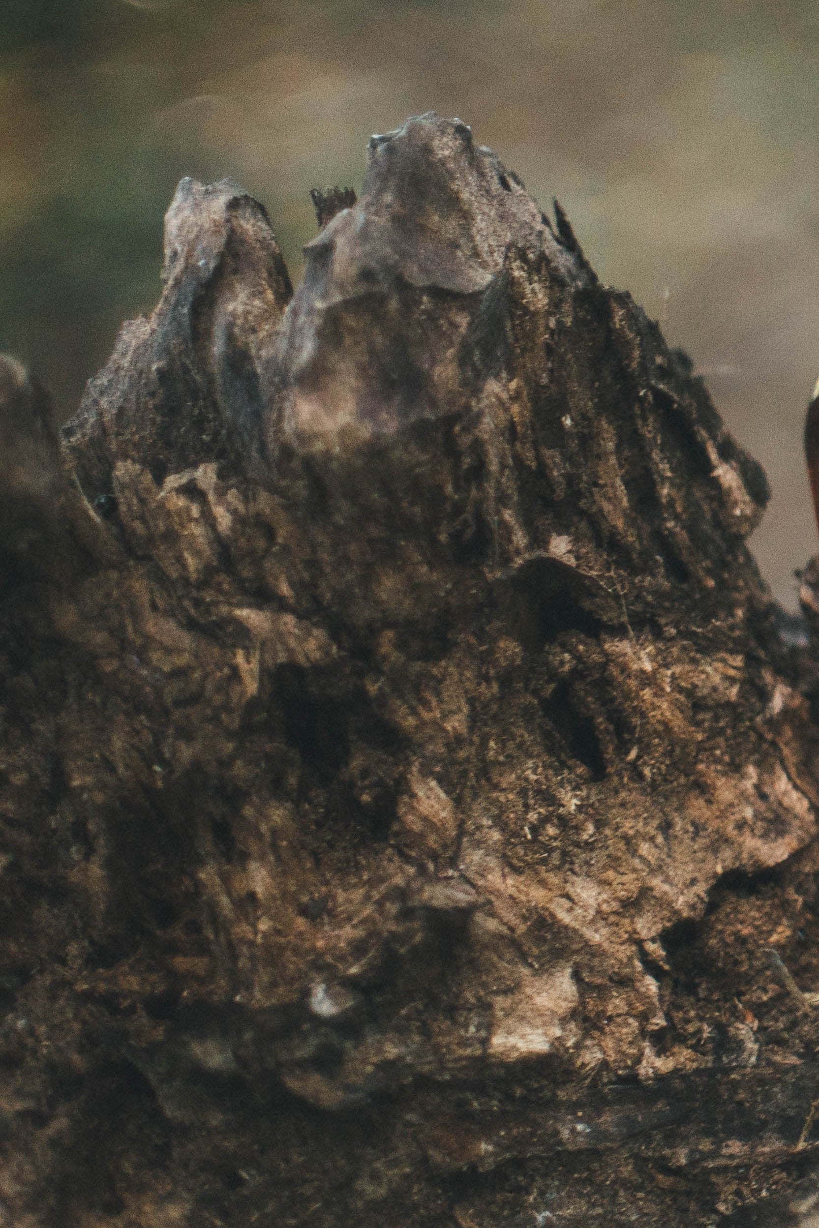 オダウズ odouds サンダルウッドSANDALWOOD 香水　新品 O'Douds オダウズ 香水 / サンダルウッド 50ml – KIOSQ